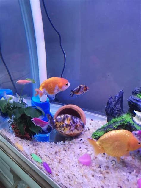 蘭壽金魚飼養方法